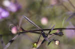 Slenderleaf false foxglove